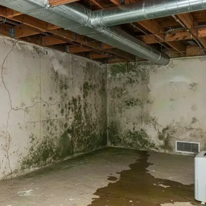 Professional Mold Removal in Centralia, IL